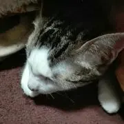 ネック