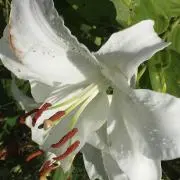 himeの画像