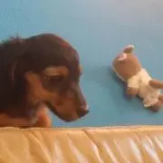 Black Dogの画像