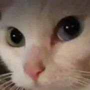 aycoj