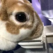 ソング〜の画像