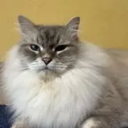 pondaの画像