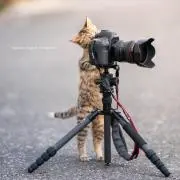 しんぺいの画像