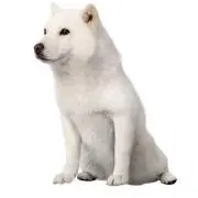 かいちゃんの画像