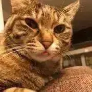 TKの画像