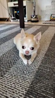 モックンの画像