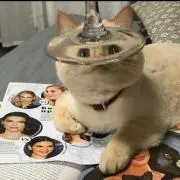 ないるの画像