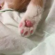よをさんの画像