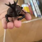 すみれの画像