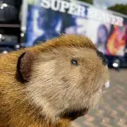 Maiの画像