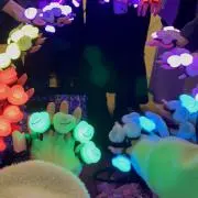 ★の画像