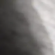 キイロの画像