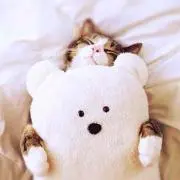 Y**の画像