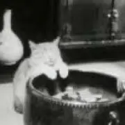 たぬこの画像