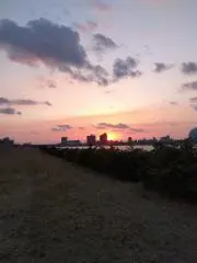 rodinの画像