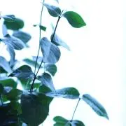 めめくまの画像