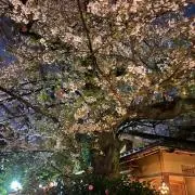 花椿の画像