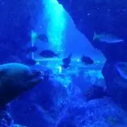 みくの画像