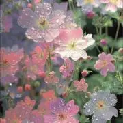 菜の花の画像