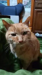 ピンクソルトの画像