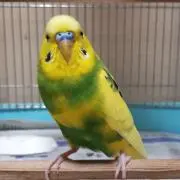 のりの画像