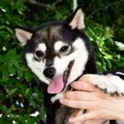 山北のお嬢様