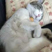 みつばの画像