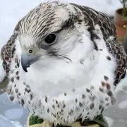 ごんの画像