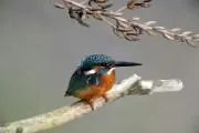 カワセミ
