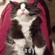 Andyの画像