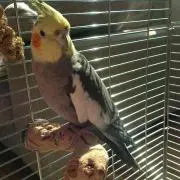 ミックス