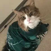 ちょんちょん