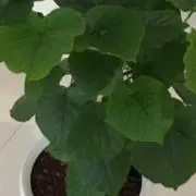 もの画像