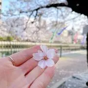 いさきの画像