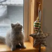 るなそるの画像