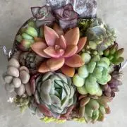 ＊あめ＊　次発送5日(金)予定の画像