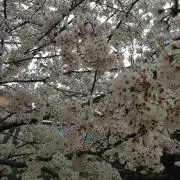 ナカタ