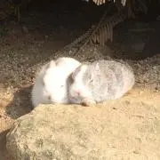 たか