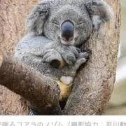 サーモン即発送の画像