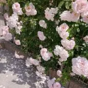 k3y11の画像