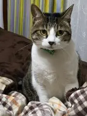 まいまい