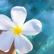 試着のみ】PEARLY GATES GOLF フード付きパーカー ピンク 0 - メルカリ