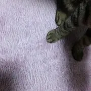 ういろう
