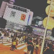 トトの画像
