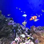 ちーころ