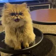 ミミの画像