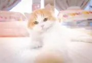 まゆぽむの画像
