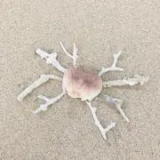 みっちー