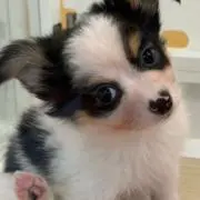 ぶりぶり