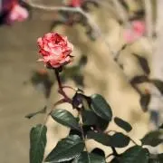 Mimiの画像